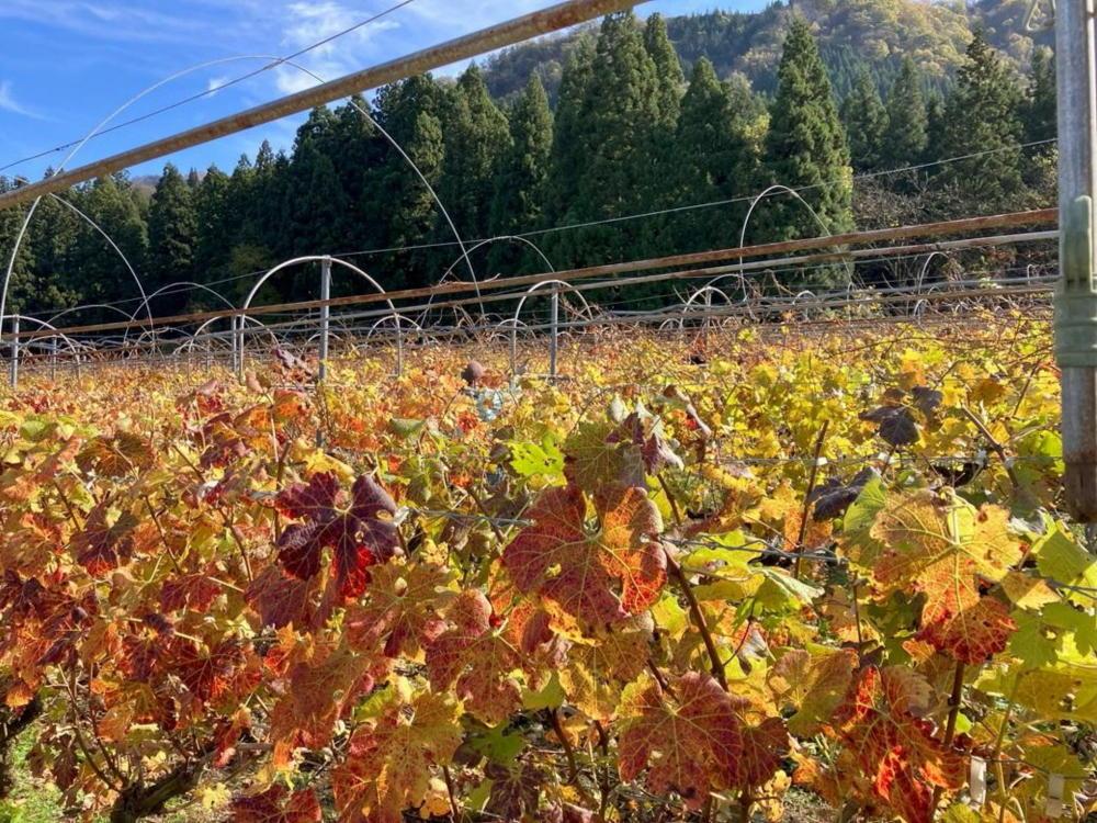 カベルネ・ソービニヨンの辛口スパークリングワイン 小瓶6本セット