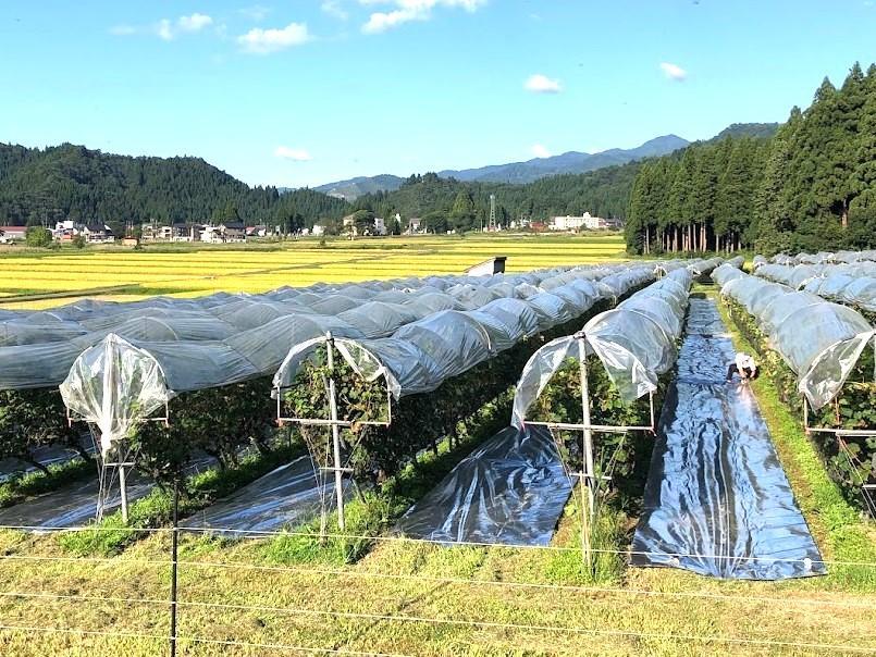 【南魚沼産カベルネ・ソーヴィニヨン】赤ワインとスパークリングワインの２本セット