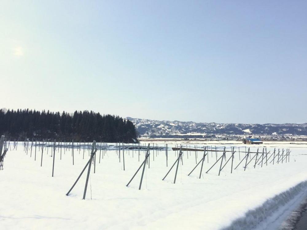 【南魚沼産カベルネ・ソーヴィニヨン】繊細な赤”やま庭のワイン”750ml 　1本