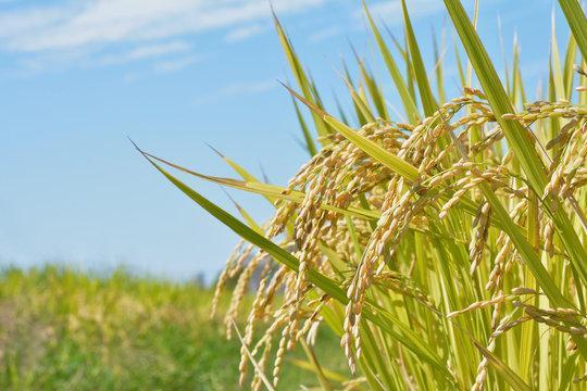 【12月20日ご入金確認分まで年内発送】【令和7年産 新米】南魚沼産コシヒカリ（白米）【3kg】