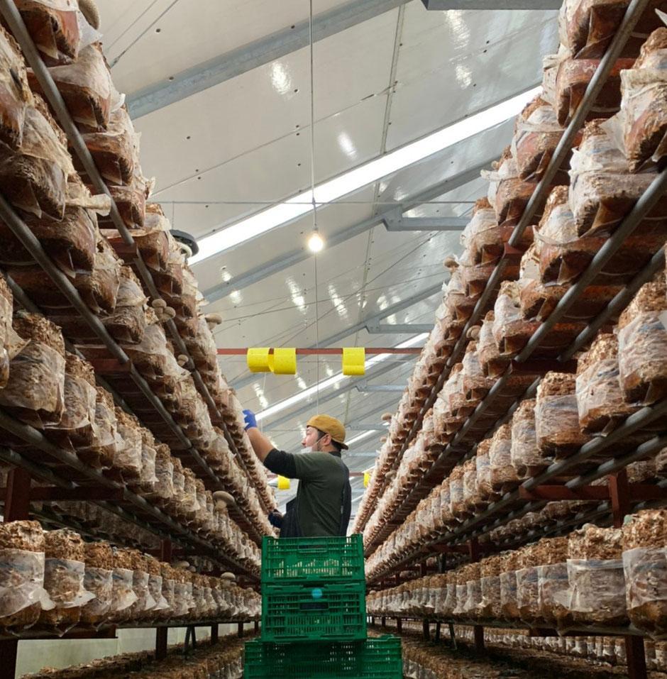 【新潟県 南魚沼産】うちやま農園の極上肉厚しいたけ １.５ｋｇ