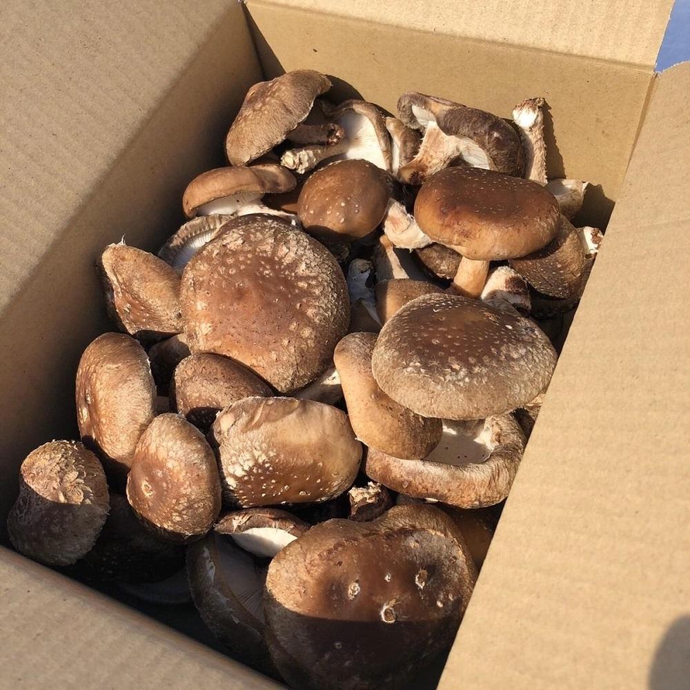 【わけあり】【新潟県 南魚沼産】うちやま農園の肉厚しいたけ １ｋｇ