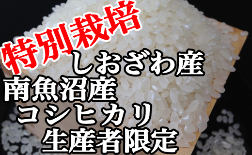 【令和7年産】特別栽培 生産者限定 南魚沼しおざわ産コシヒカリ10Kg【2025年10月上旬より順次発送予定】