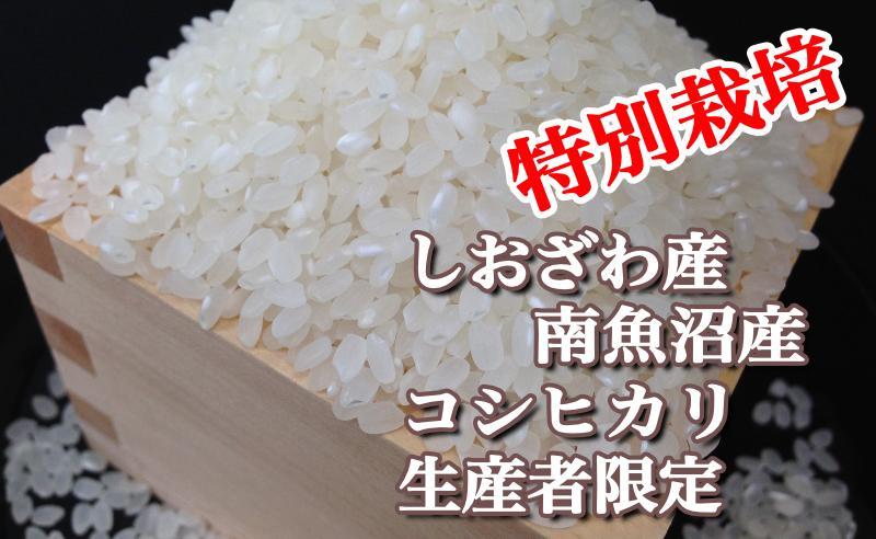 【令和7年産】【定期便：5Kg×3ヶ月】特別栽培 生産者限定  南魚沼しおざわ産コシヒカリ【2025年10月上旬より順次発送予定】