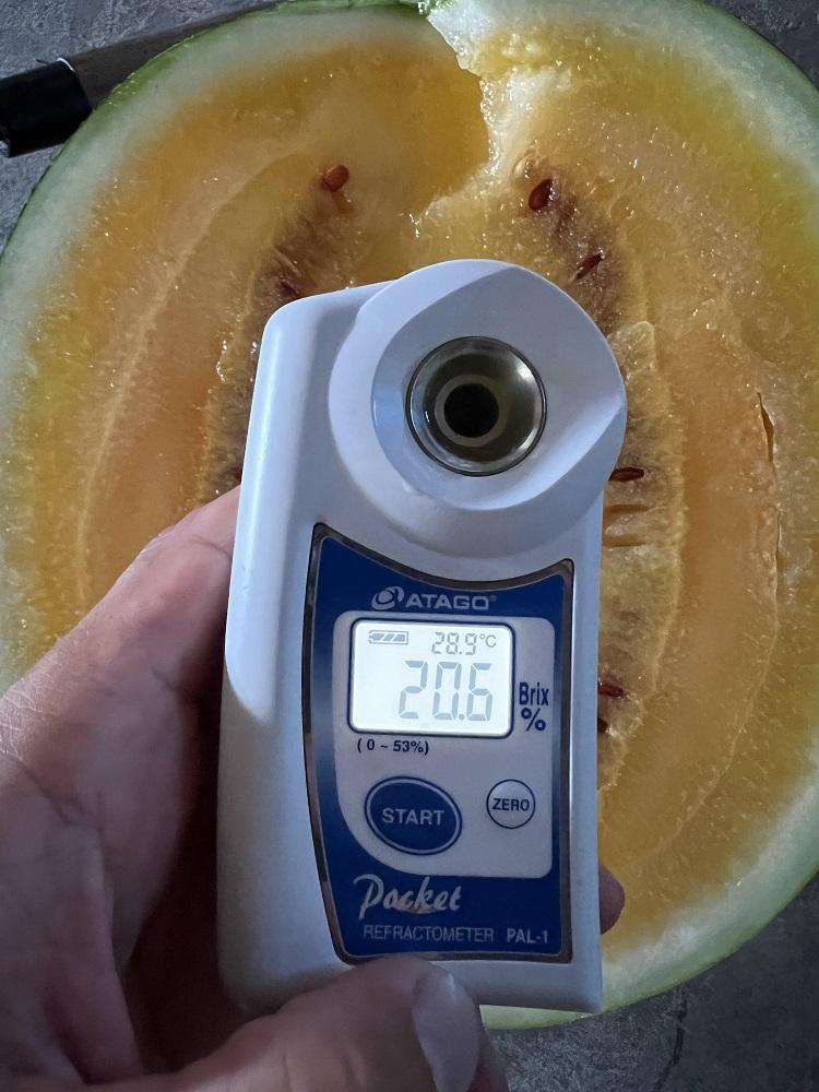 【2026年7月下旬〜8月上旬順次発送予定】糖度日本一・金賞W受賞 金色羅皇  最高級南魚沼八色産黄色スイカ「こまがた家の八色のスイカ」プレミアム大玉 1玉