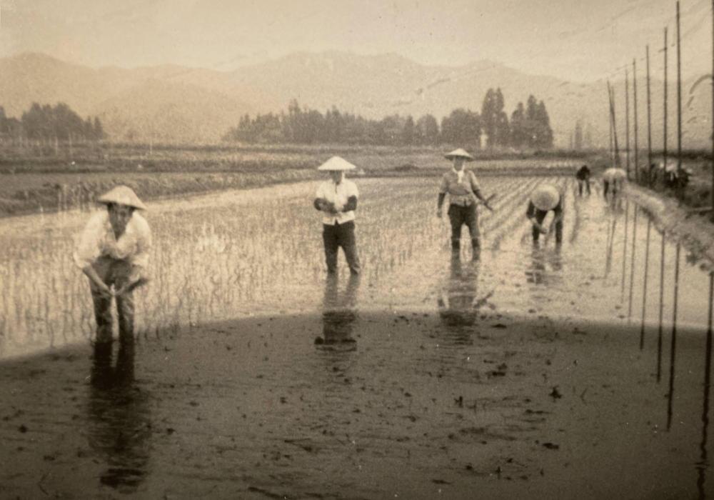 【定期便】【令和7年産】10kg×3ヶ月　厳選こだわり南魚沼産コシヒカリ「こまがた農園のお米」