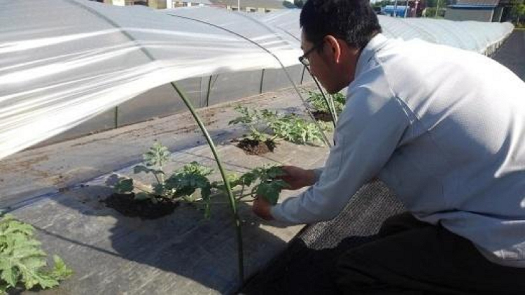 2026年7月中旬から発送予定　野菜ソムリエサミット金賞受賞　「清水農園の八色産小玉スイカ」（2玉）