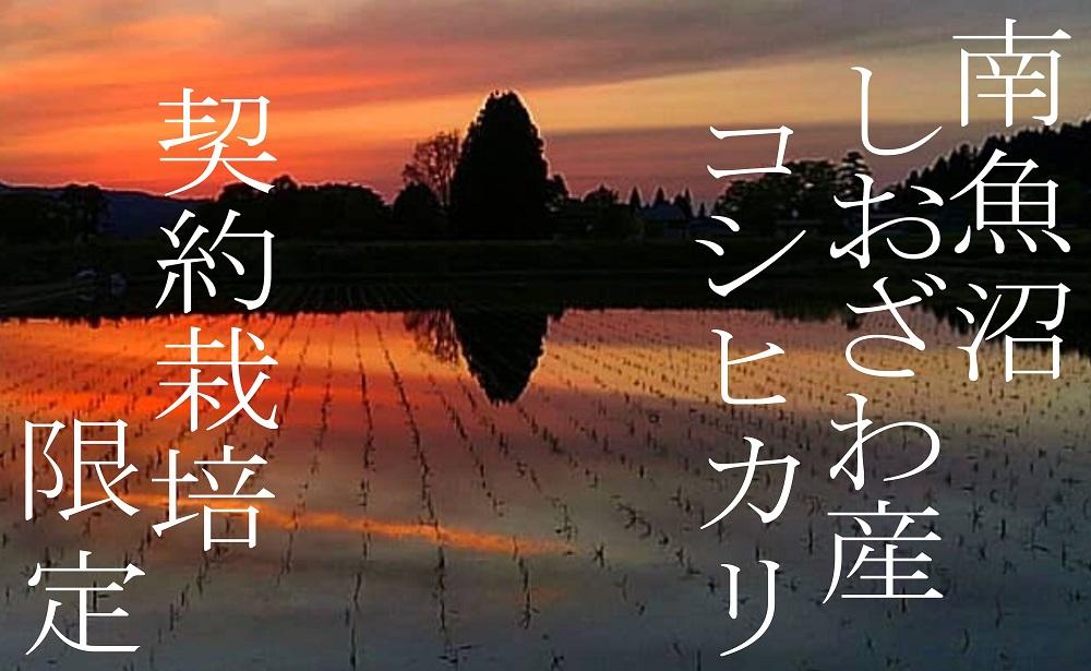 【令和7年産】【定期便】契約栽培限定 南魚沼しおざわ産コシヒカリ4Kg×6ヶ月【2025年10月上旬より順次発送予定】