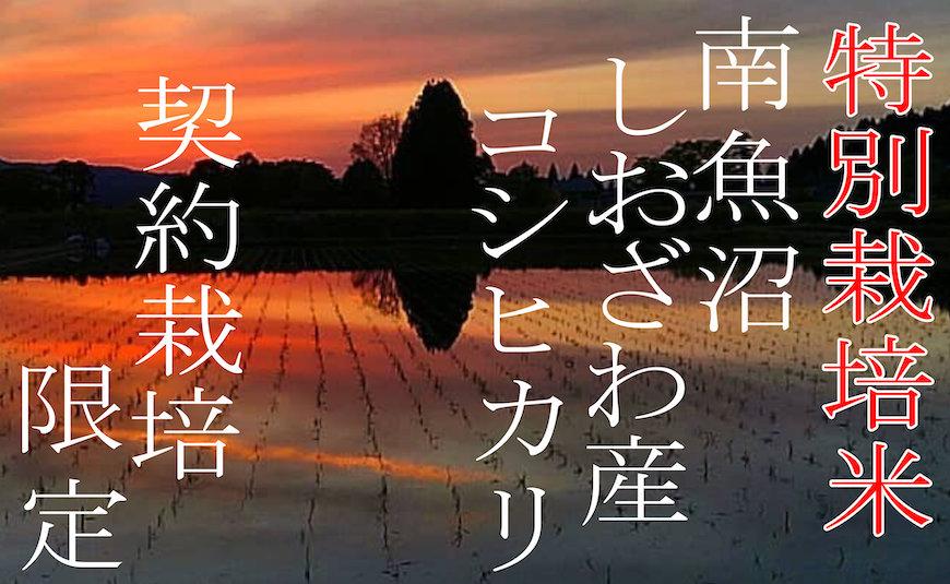 【令和7年産】【定期配送２Kg×12ヶ月】特別栽培 生産者限定  南魚沼しおざわ産コシヒカリ【2025年10月上旬より順次発送予定】