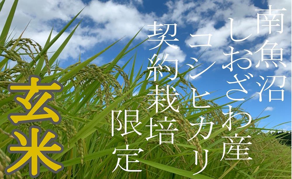 【令和7年産】【定期便6Kg×12ヶ月】●玄米● 生産者限定 南魚沼しおざわ産コシヒカリ【2025年10月上旬より順次発送予定】