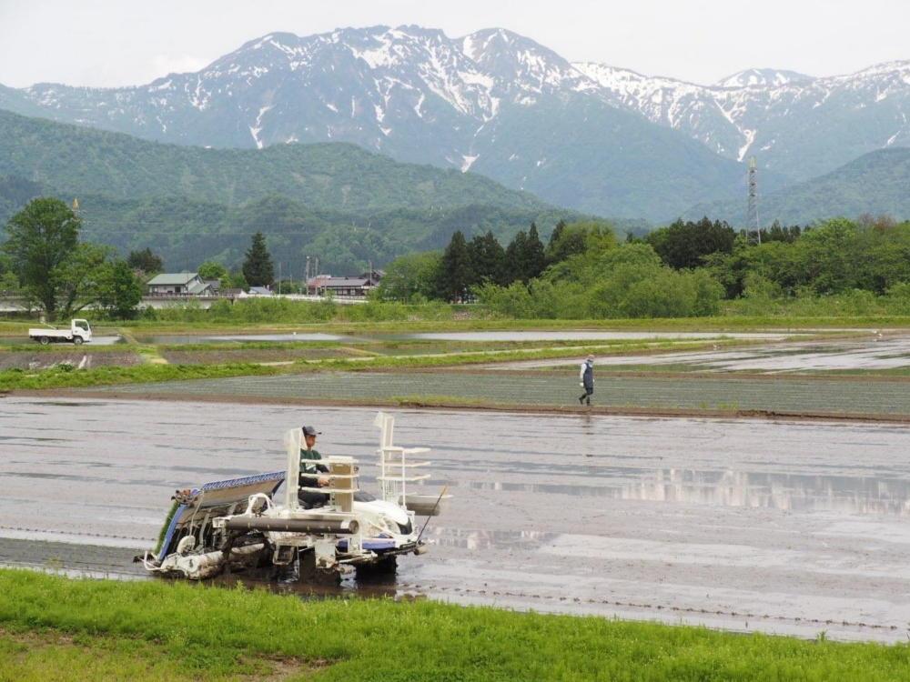 【令和7年産】【定期便 南魚沼産】コシヒカリ 白米5kg×12回【2025年9月中旬より順次発送予定】