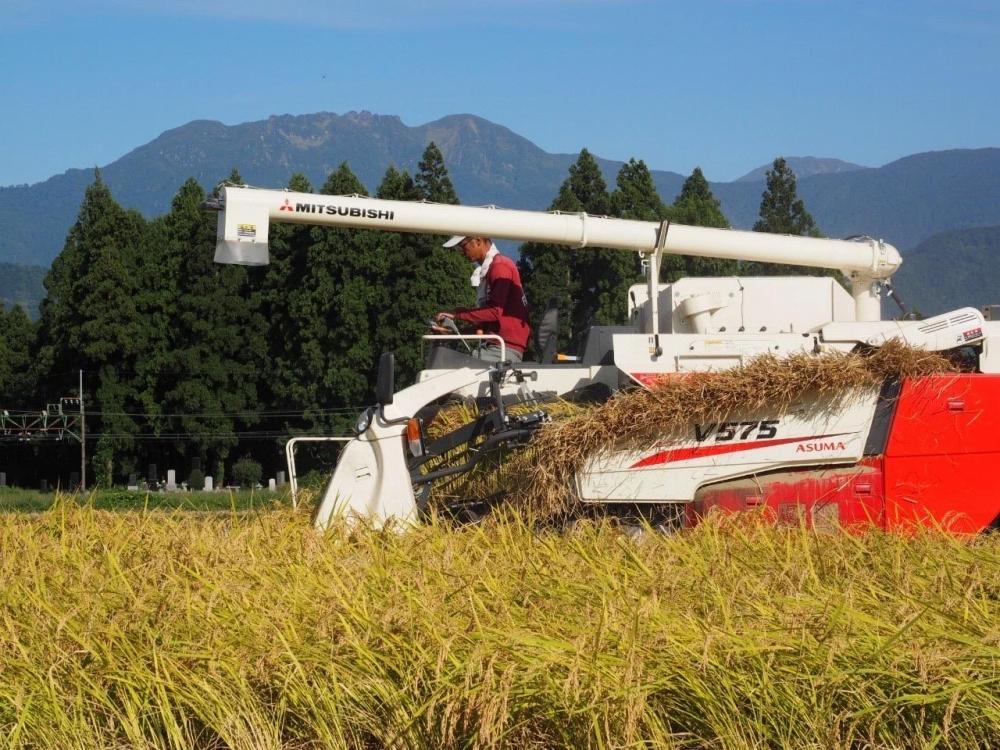 【令和7年産】【南魚沼産】コシヒカリ 白米5kg
