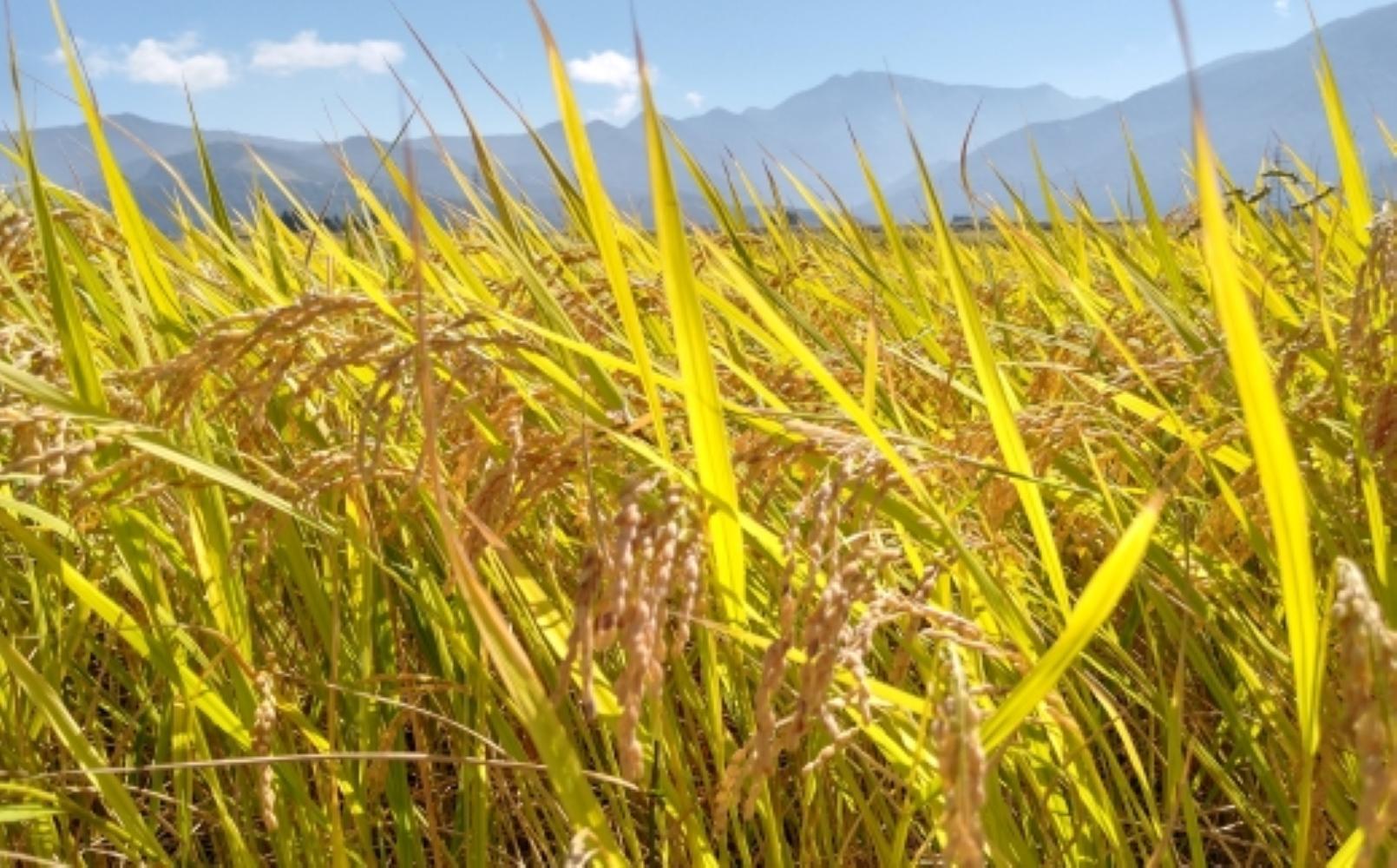 令和７年産「五つ星お米マイスター」の南魚沼産コシヒカリ　無洗米２kg