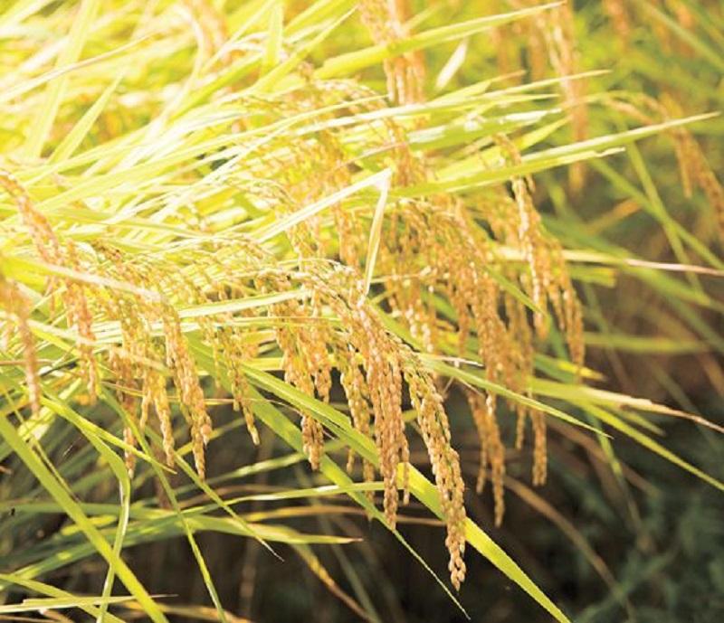 【Ｒ7年産】南魚沼産コシヒカリ精米10kg 山本家【従来品種】