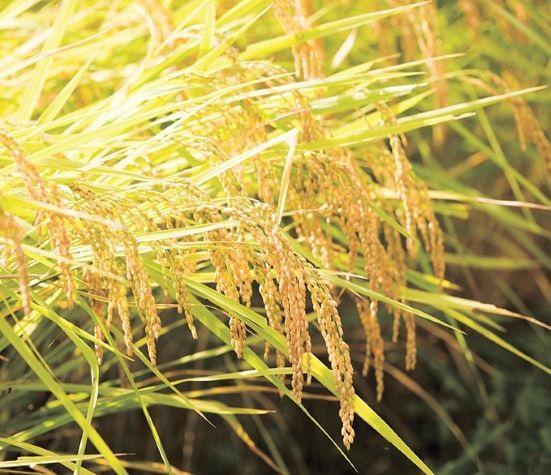 【Ｒ7年産】【定期便】南魚沼産コシヒカリ精米5kg×12回 山本家【従来品種】