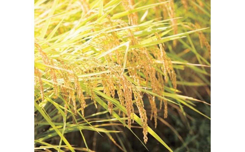 【Ｒ7年産】【定期便】南魚沼産コシヒカリ精米2kg×６回 山本家【従来品種】