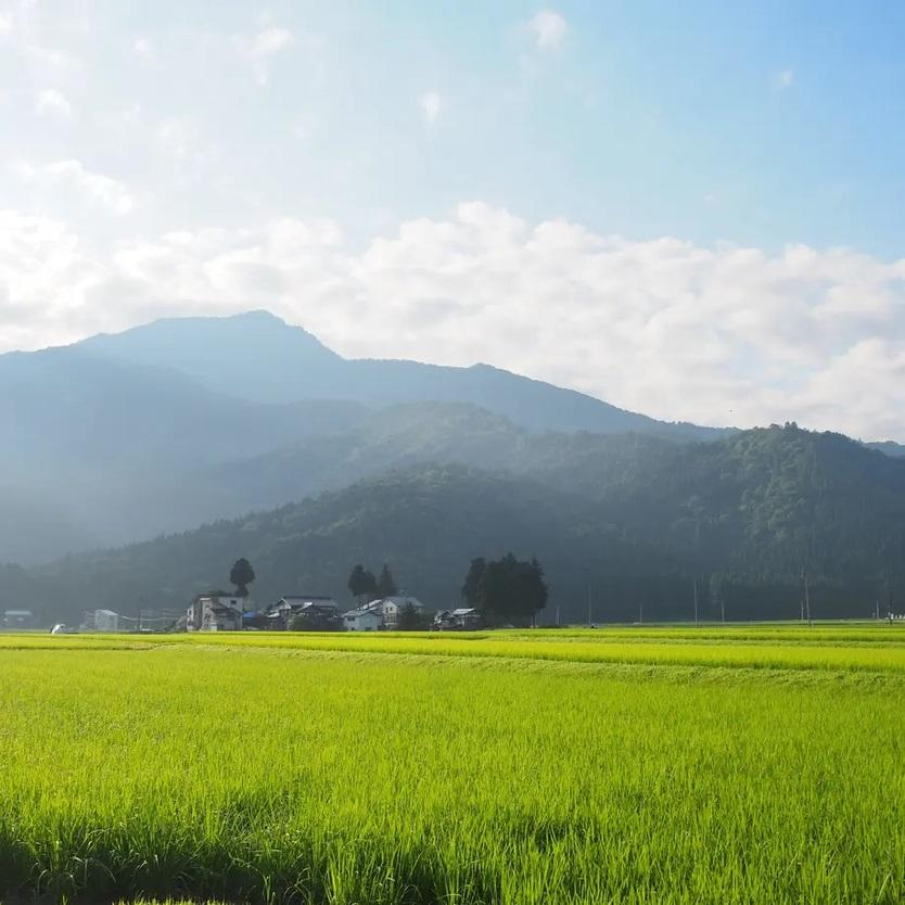令和7年産　南魚沼塩沢地区「大沢産コシヒカリ」特A米　５ｋｇ【2025年10月上旬より順次発送予定】