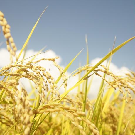 令和7年産　南魚沼塩沢地区「大沢産コシヒカリ」特A米　5ｋｇ×2袋【2025年10月上旬より順次発送予定】