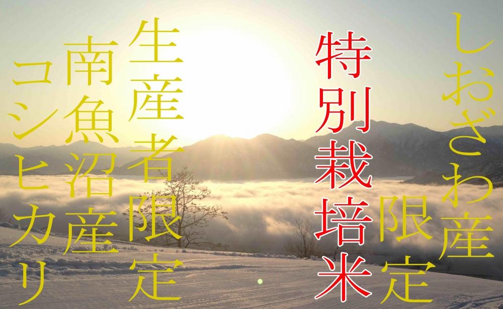 【令和7年産】【定期便2kg×6ヶ月】特別栽培 しおざわ産限定 生産者限定 南魚沼産コシヒカリ【2025年10月上旬より順次発送予定】