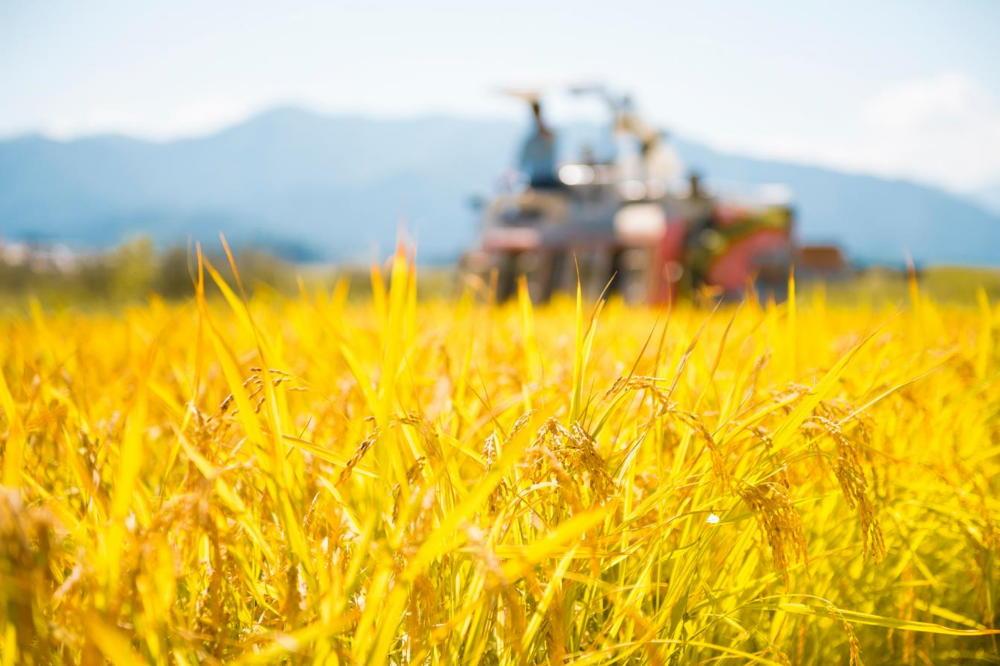 【12月20日ご入金確認分まで年内発送】【令和7年産】南魚沼産こしひかり「秋雪」白米10kg 新潟県の特A地区南魚沼市の美味しいお米