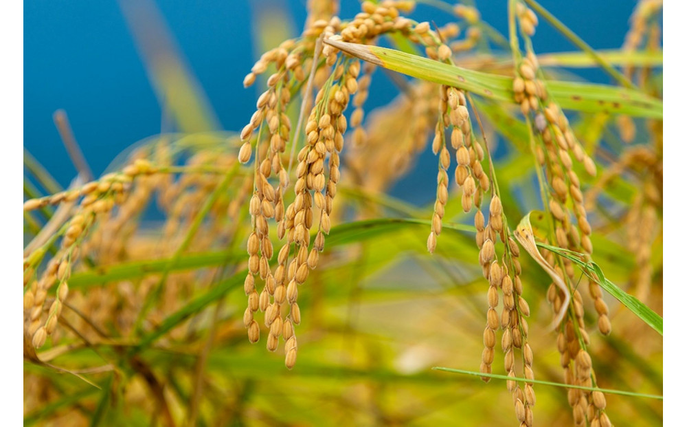 【令和7年産】南魚沼産　塩沢コシヒカリ「だすけ米」玄米5kg