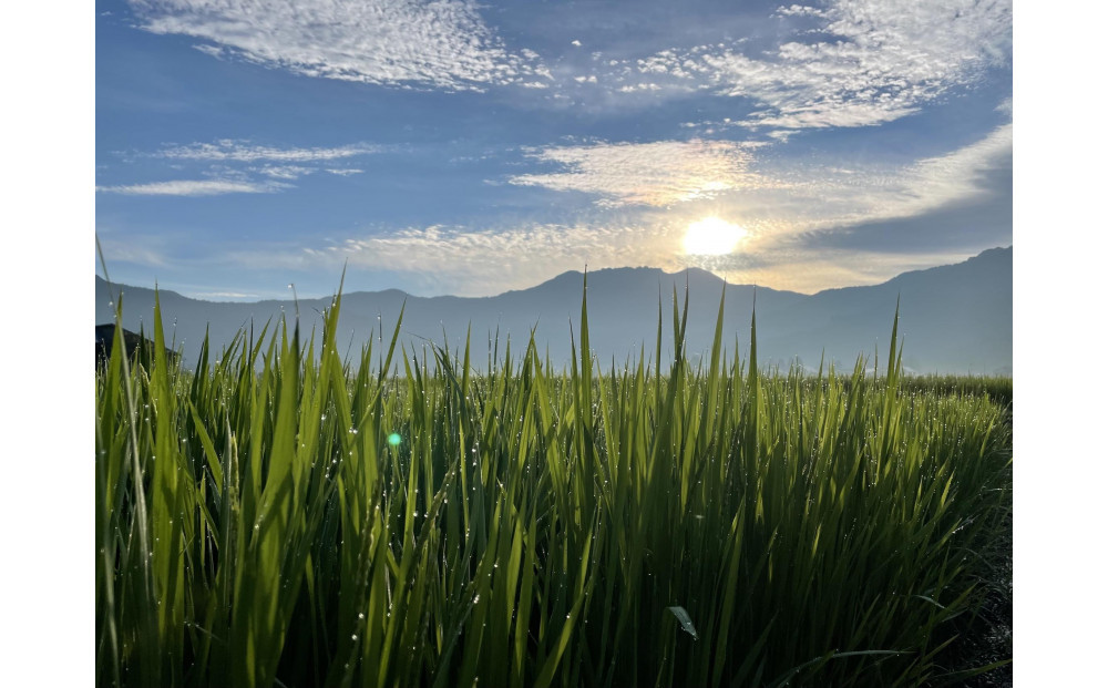 【令和7年産新米】南魚沼産こがねもち3kg　八海山の里で実りました。【2025年9月中旬より順次発送予定】　　