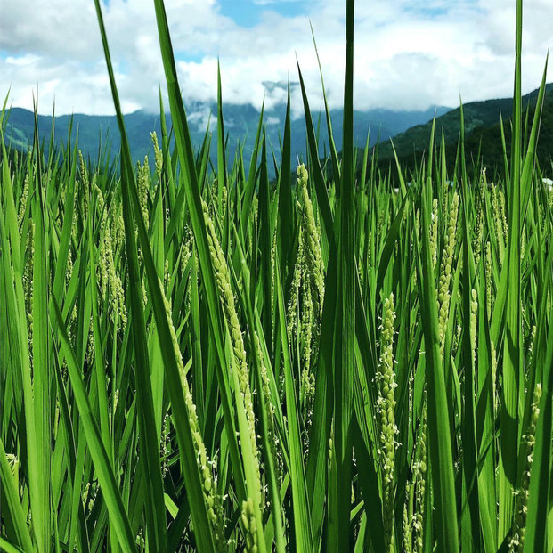 [令和7年産]はさがけJAS認定　有機栽培米　農薬・化学肥料不使用の米　南魚沼産こしひかり3kg  八海山の里で実りました。