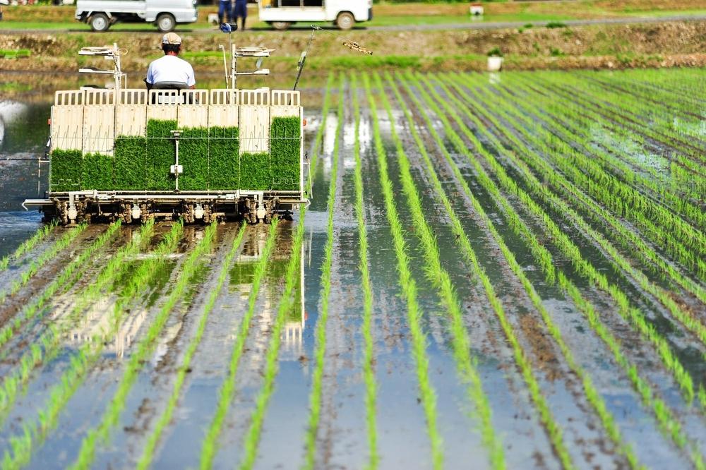 【令和7年産新米】南魚沼君沢産こしひかり　白燦々5kg【玄米】（従来品種）