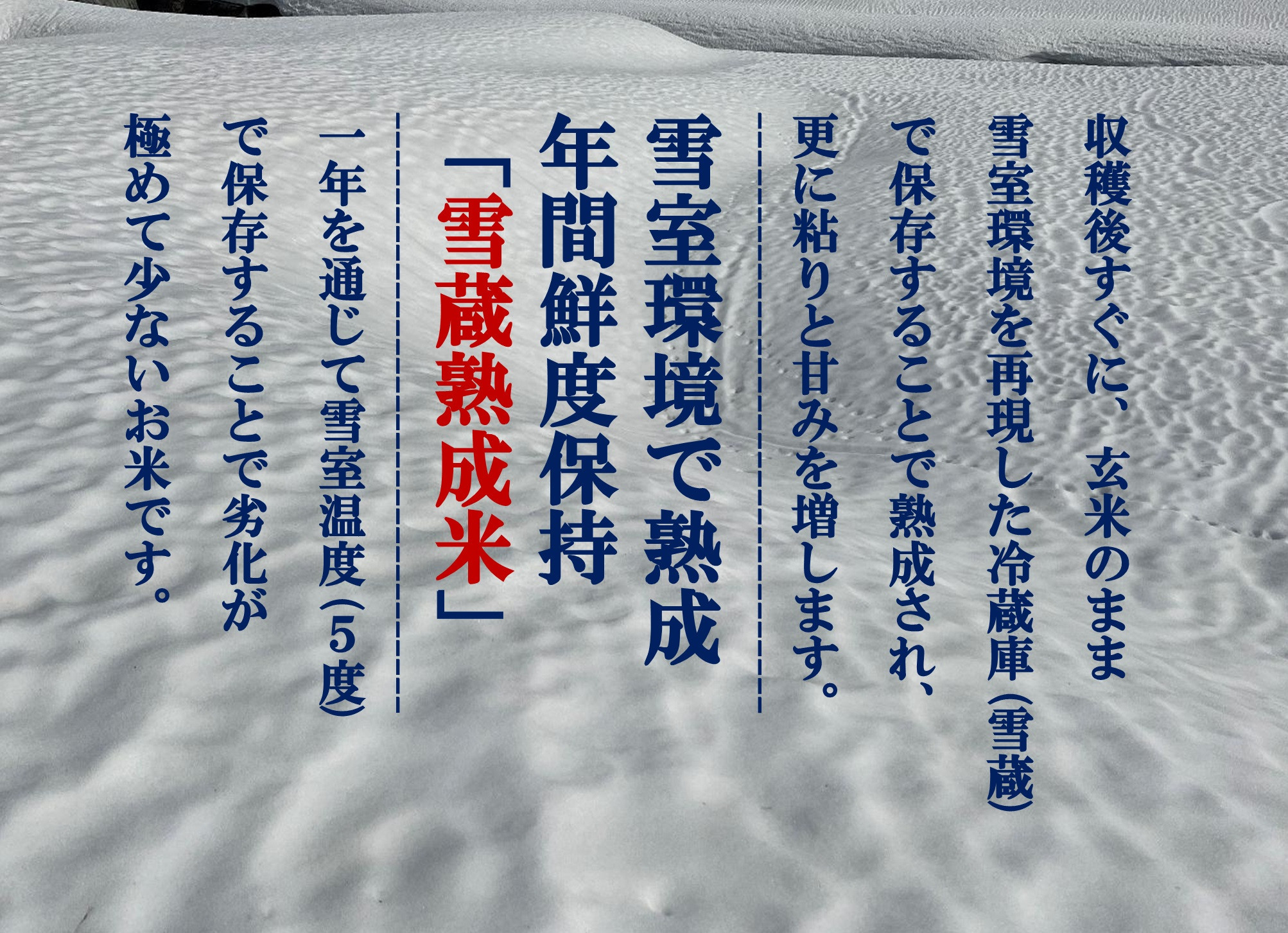 令和7年産定期便【とやの里山越光農園の天水棚田米】特別栽培米雪蔵熟成しおざわ産コシヒカリ　精米5kg全12回　【2025年12月下旬より発送】