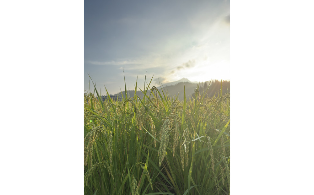 【令和7年産】南魚沼塩沢産コシヒカリ＜yusui＞10kg白米