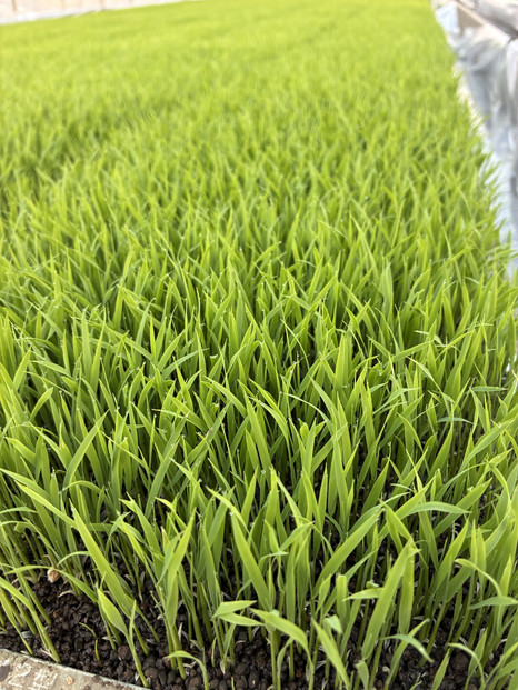 【令和7年産】南魚沼産コシヒカリ　八色　精米5kg