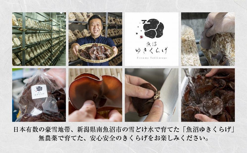 国産 生 きくらげ 100g×5パック 計500g 小分け 栄養豊富 無農薬 無添加 オーガニック 自家栽培 雪国 魚沼ゆきくらげ