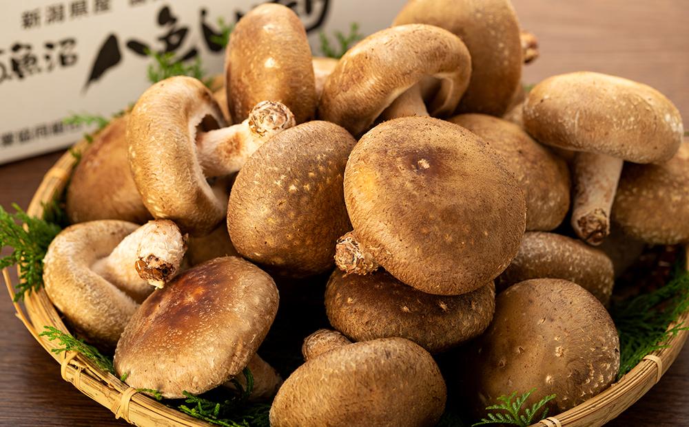 【贈答用】厚いにもほどがある「八色しいたけ」1kg　厳選 大型 肉厚