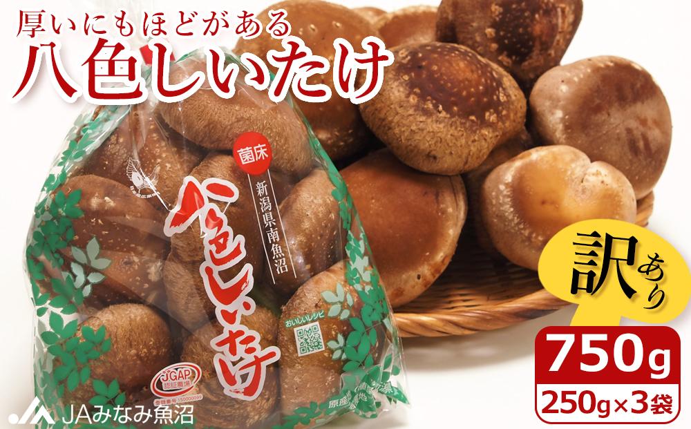 【家庭用】厚いにもほどがある「八色しいたけ」750g（250g×3袋）訳あり 不ぞろい 農家応援