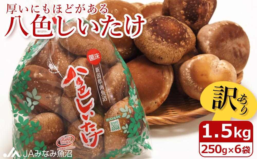 【家庭用】厚いにもほどがある「八色しいたけ」1.5kg（250g×6袋）訳あり 不ぞろい 農家応援