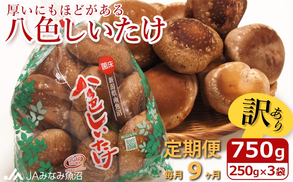 【JAみなみ魚沼定期便】家庭用「八色しいたけ」（750g×全9回） 訳あり 不ぞろい 農家応援 厚いにもほどがある