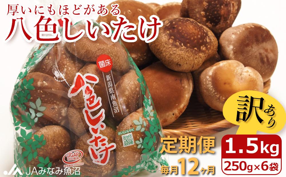 【JAみなみ魚沼定期便】家庭用「八色しいたけ」（1.5kg×全12回） 訳あり 不ぞろい 農家応援 厚いにもほどがある