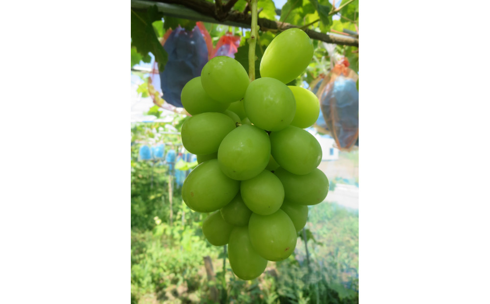 【2026年先行予約】南魚沼市産 シャインマスカット2～3房　(1ｋｇ以上）