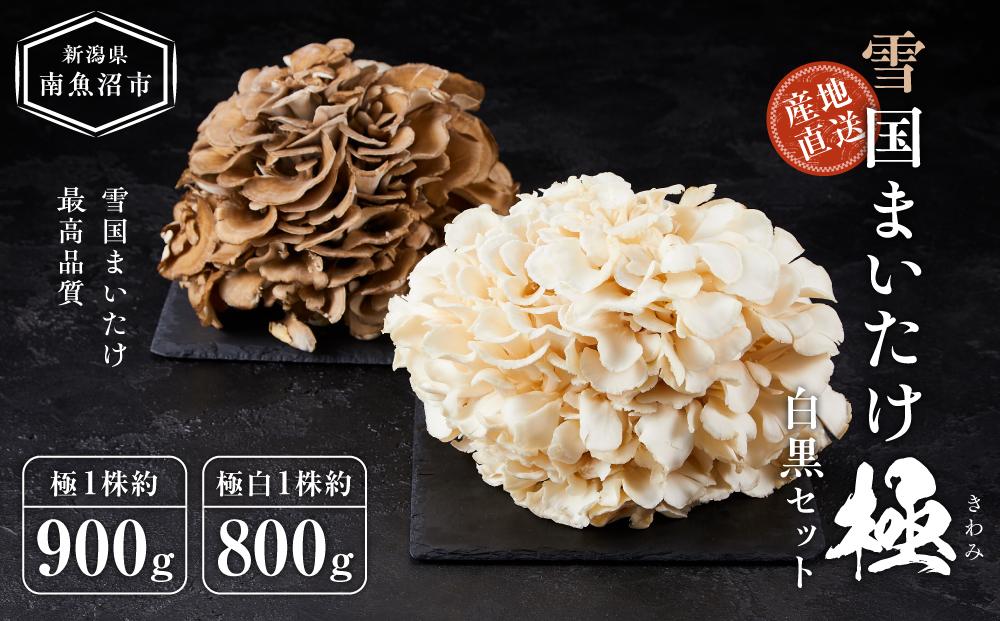 雪国まいたけ　極白黒セット【極 1株約900g　 極白 1株約800g】　これが雪国史上、最高傑作　長期熟成と大株仕立てが生み出す圧倒的なシャキシャキ感と旨味　雪国まいたけ最高品質　産地直送