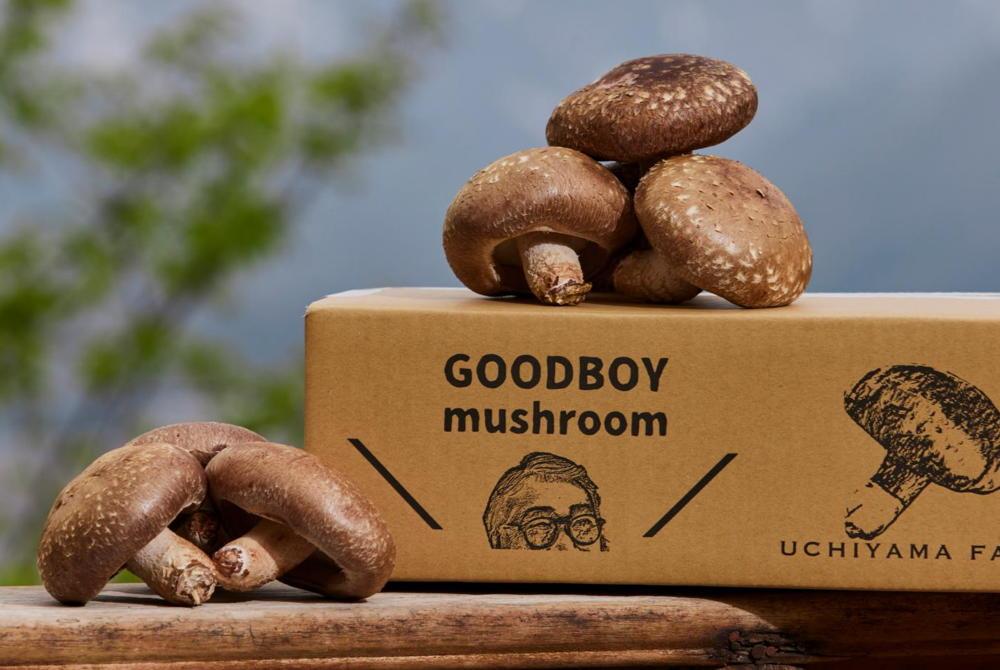 【新潟県 南魚沼産】うちやま農園の極上肉厚しいたけ １.５ｋｇ