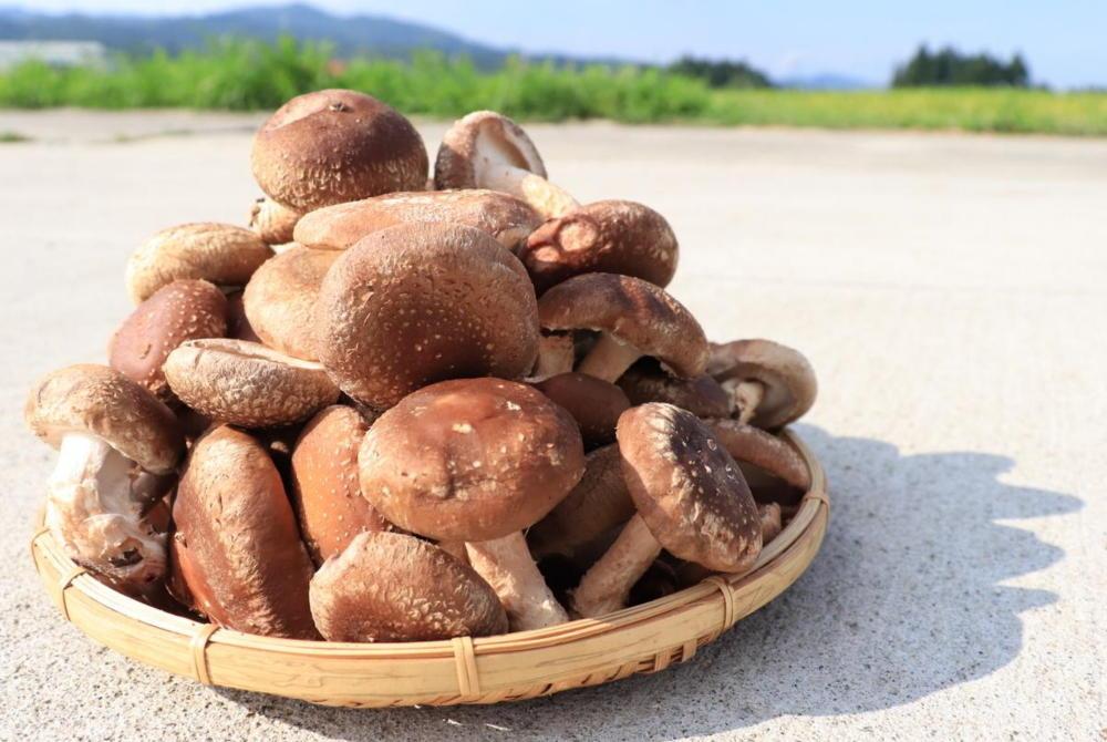 【わけあり】【新潟県 南魚沼産】うちやま農園の肉厚しいたけ １ｋｇ