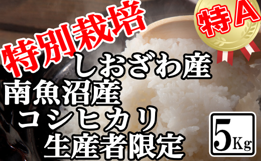 【令和7年産】特別栽培 生産者限定 南魚沼しおざわ産コシヒカリ5Kg【2025年10月上旬より順次発送予定】