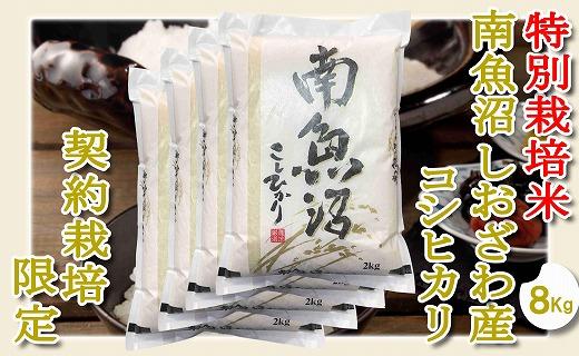 【令和7年産】【精米８Kg】特別栽培 生産者限定  南魚沼しおざわ産コシヒカリ