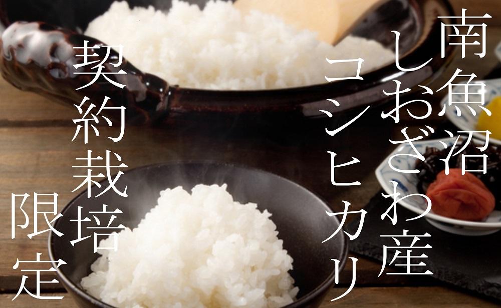 【令和7年産】【定期便】契約栽培限定 南魚沼しおざわ産コシヒカリ15Kg×12ヶ月【2025年10月上旬より順次発送予定】