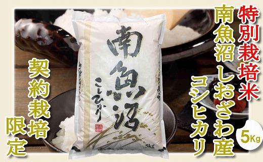 【令和7年産】【精米５Kg】特別栽培 生産者限定  南魚沼しおざわ産コシヒカリ【2025年10月上旬より順次発送予定】