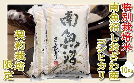 【令和7年産】【精米１０Kg】特別栽培 生産者限定  南魚沼しおざわ産コシヒカリ【2025年10月上旬より順次発送予定】