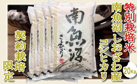 【令和7年産】【精米２０Kg】特別栽培 生産者限定  南魚沼しおざわ産コシヒカリ【2025年10月上旬より順次発送予定】
