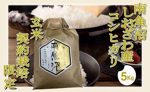 【令和7年産】【玄米５Kg】●玄米● 生産者限定 南魚沼しおざわ産コシヒカリ【2025年10月上旬より順次発送予定】