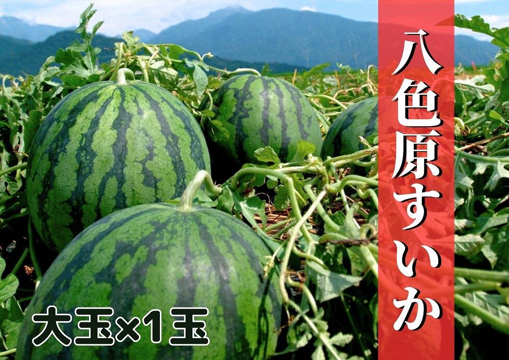 先行予約【新潟県南魚沼産】八色原スイカ 大玉１玉【2026年7月下旬発送】【お届け日時指定不可】