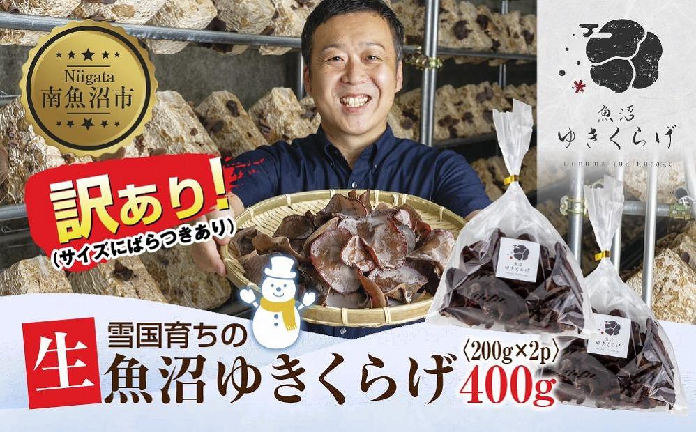 訳あり 国産 生 きくらげ 200g×2袋 計400g 小分け 規格外 訳アリ 栄養豊富 無農薬 無添加 オーガニック 自家栽培